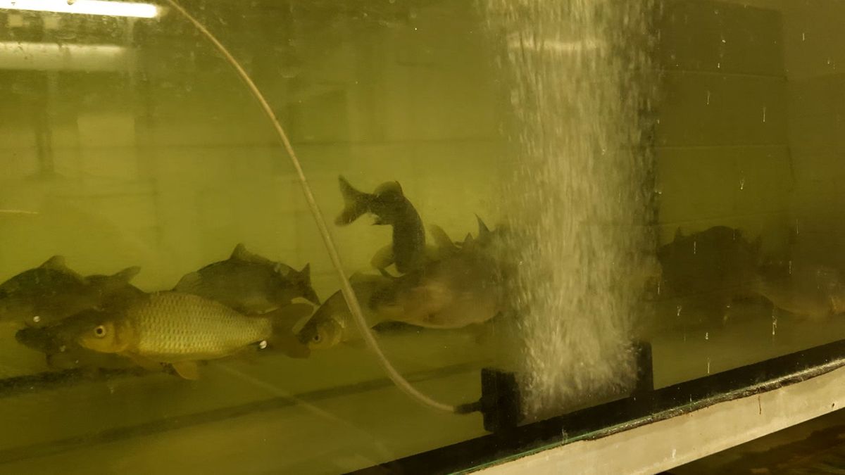 Vědci certifikují rybníky, aby pomohli prodeji tuzemských ryb